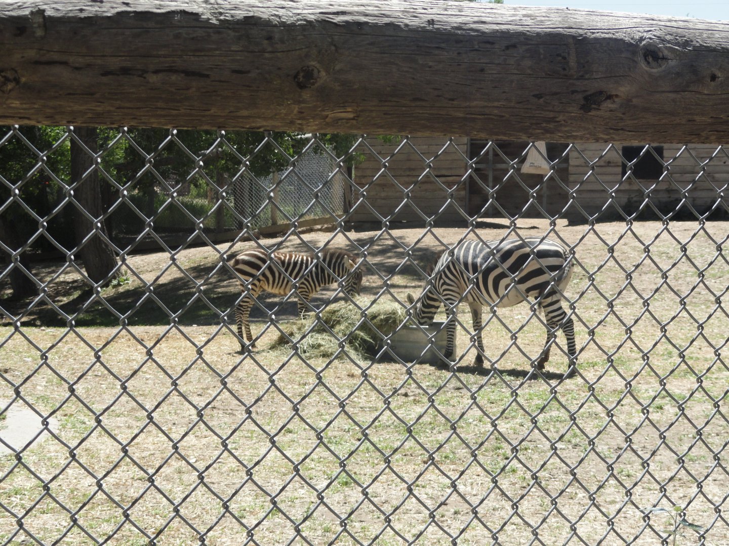 Plains Zebra - Newborn Foal