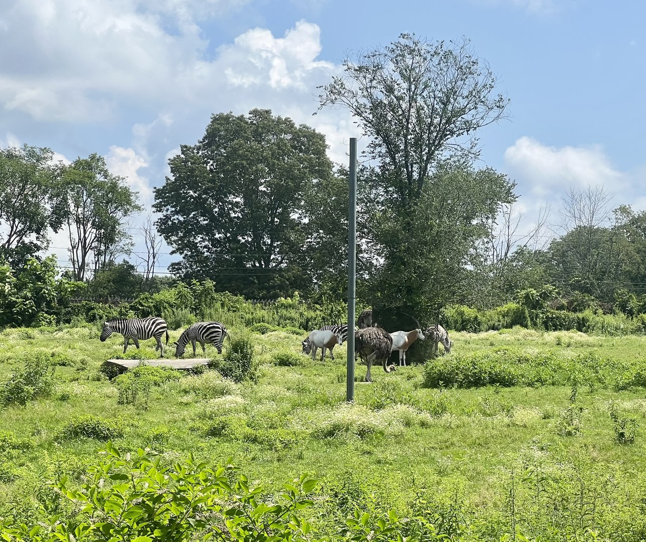 Plains Zebra, Ostrich, and Scimitar-horned Oryx