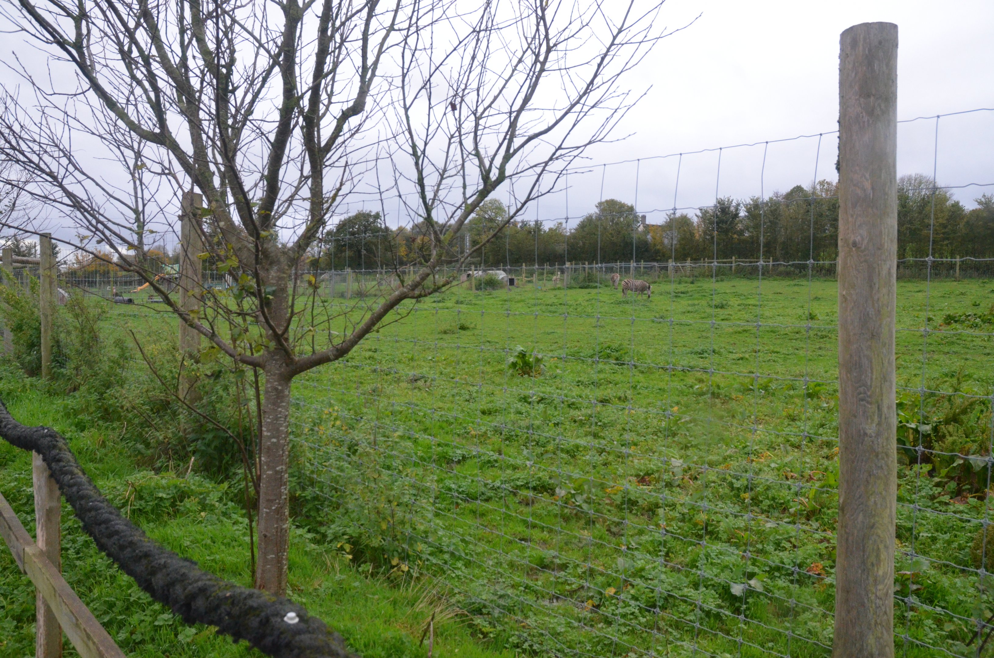 Plains Zebra Paddock at Axe Valley, 02/11/19