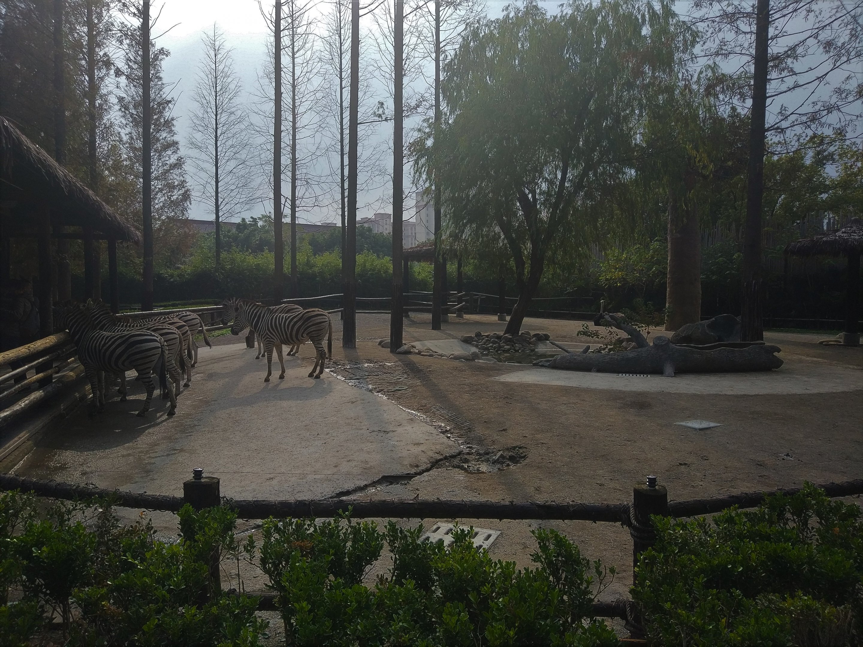 Plains Zebra Paddock