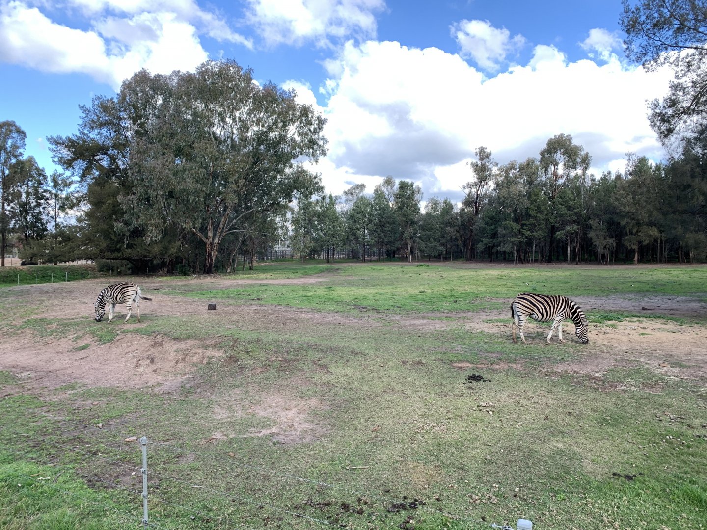 Plains Zebra Paddock