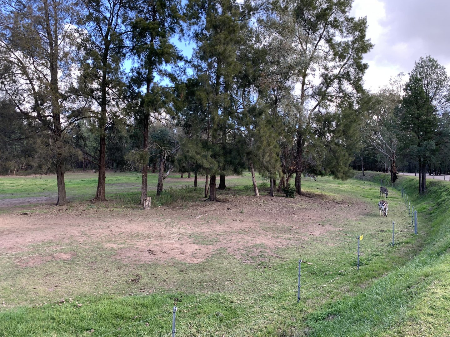 Plains Zebra Paddock