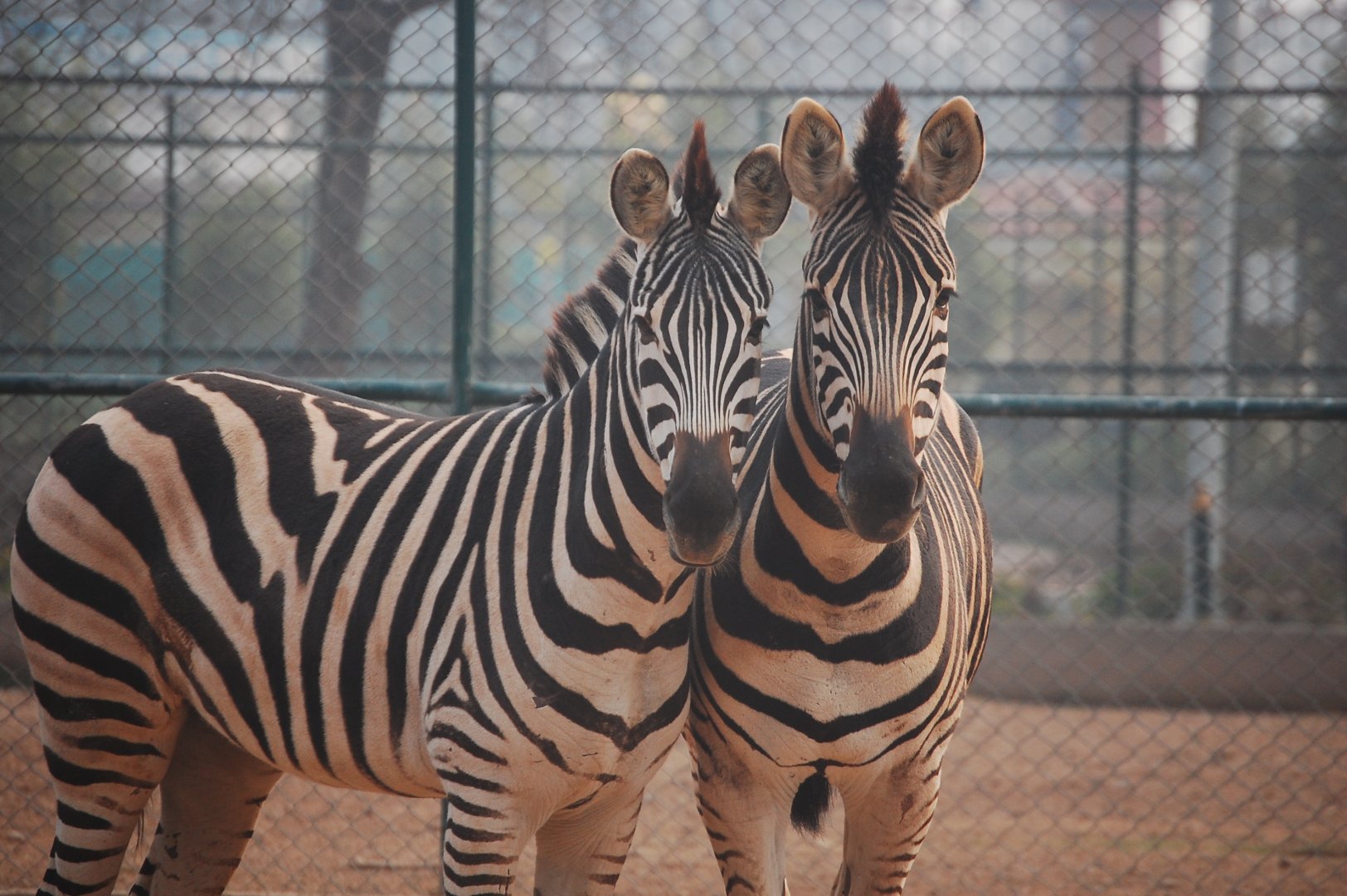 Plains zebra - Peshawar zoo 12/14/2019