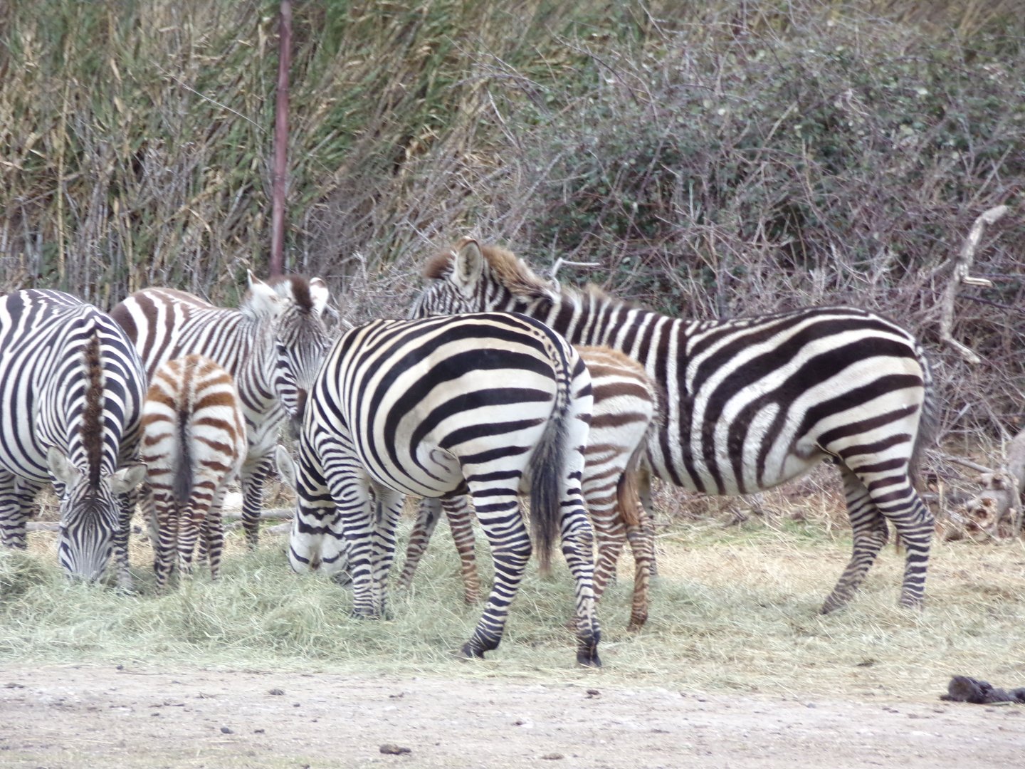 Plains Zebra - Réserve Africaine de Sigean (2024)
