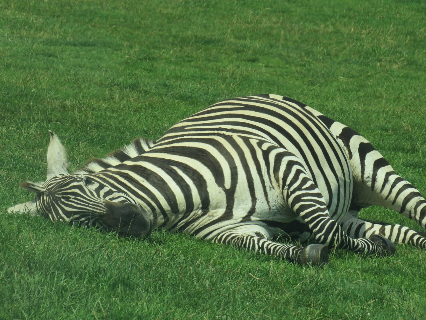 Plains zebra resting