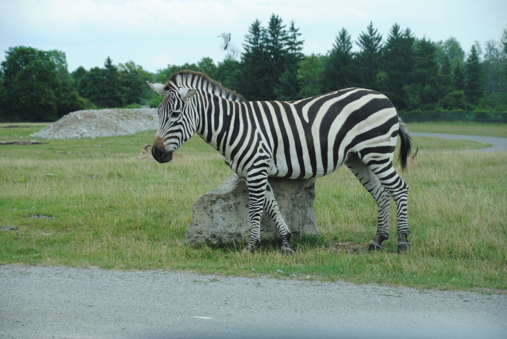 Plains Zebra (Rocky Ridge Veldt)