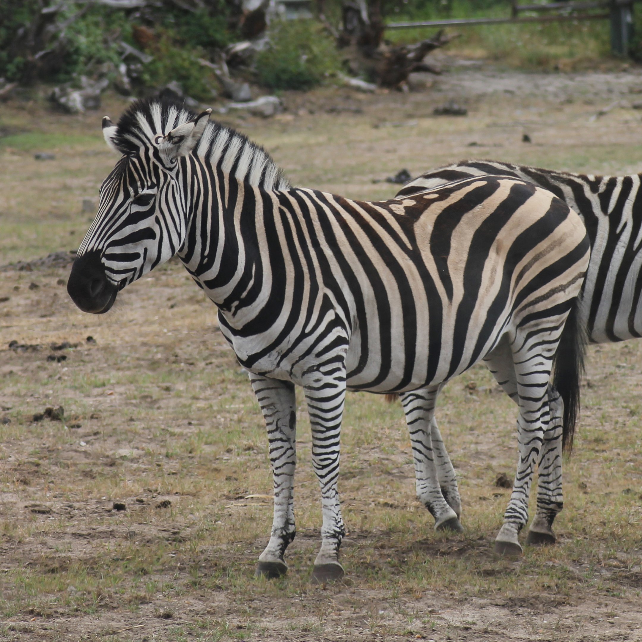 Plains zebra | Safari