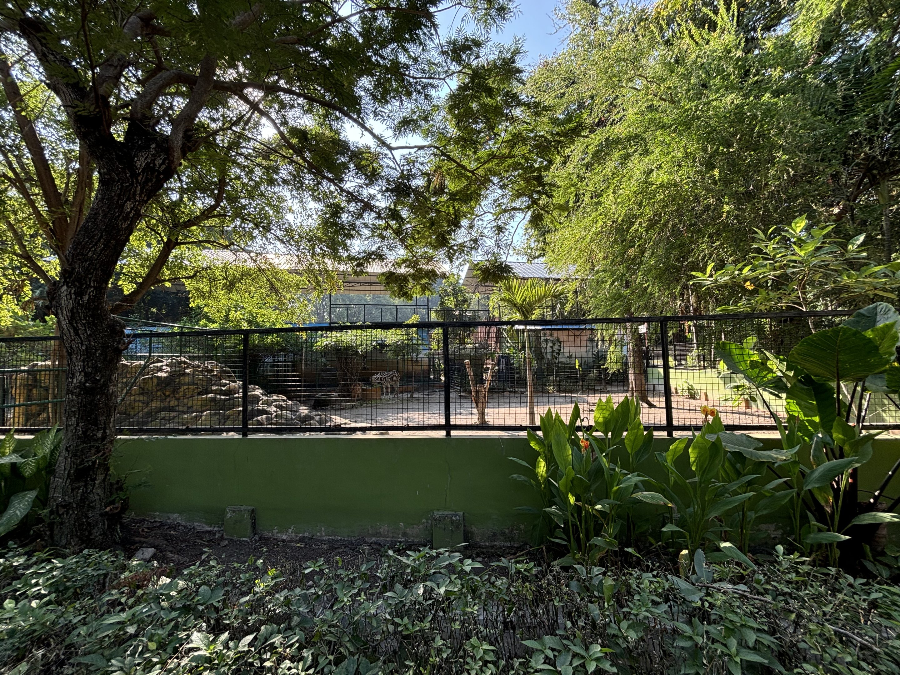 Plains Zebra + Sitatunga Exhibit
