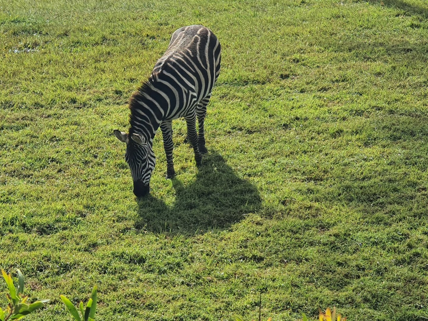 Plains Zebra Spartacus