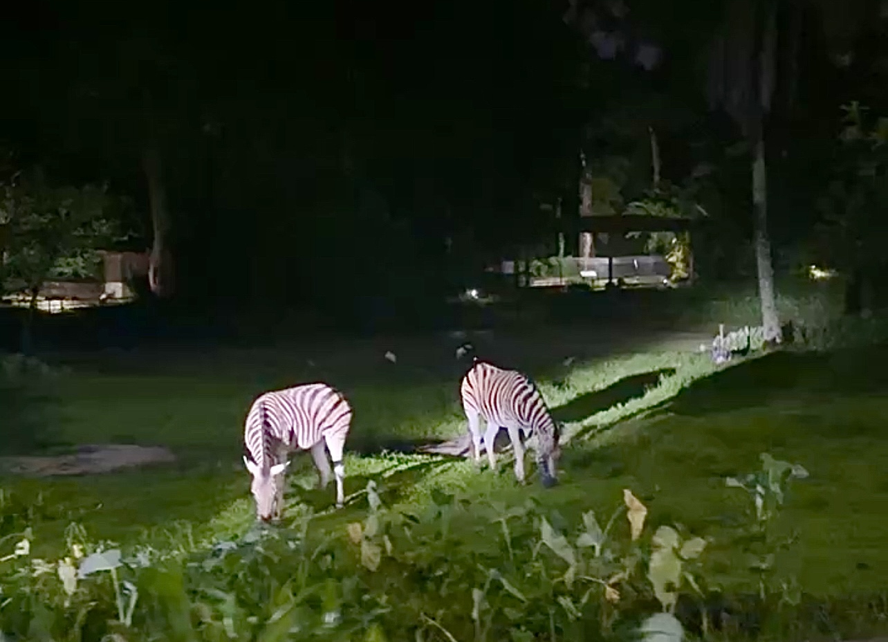 Plains Zebra, Taiping Zoo and Night Safari, Perak, Malaysia