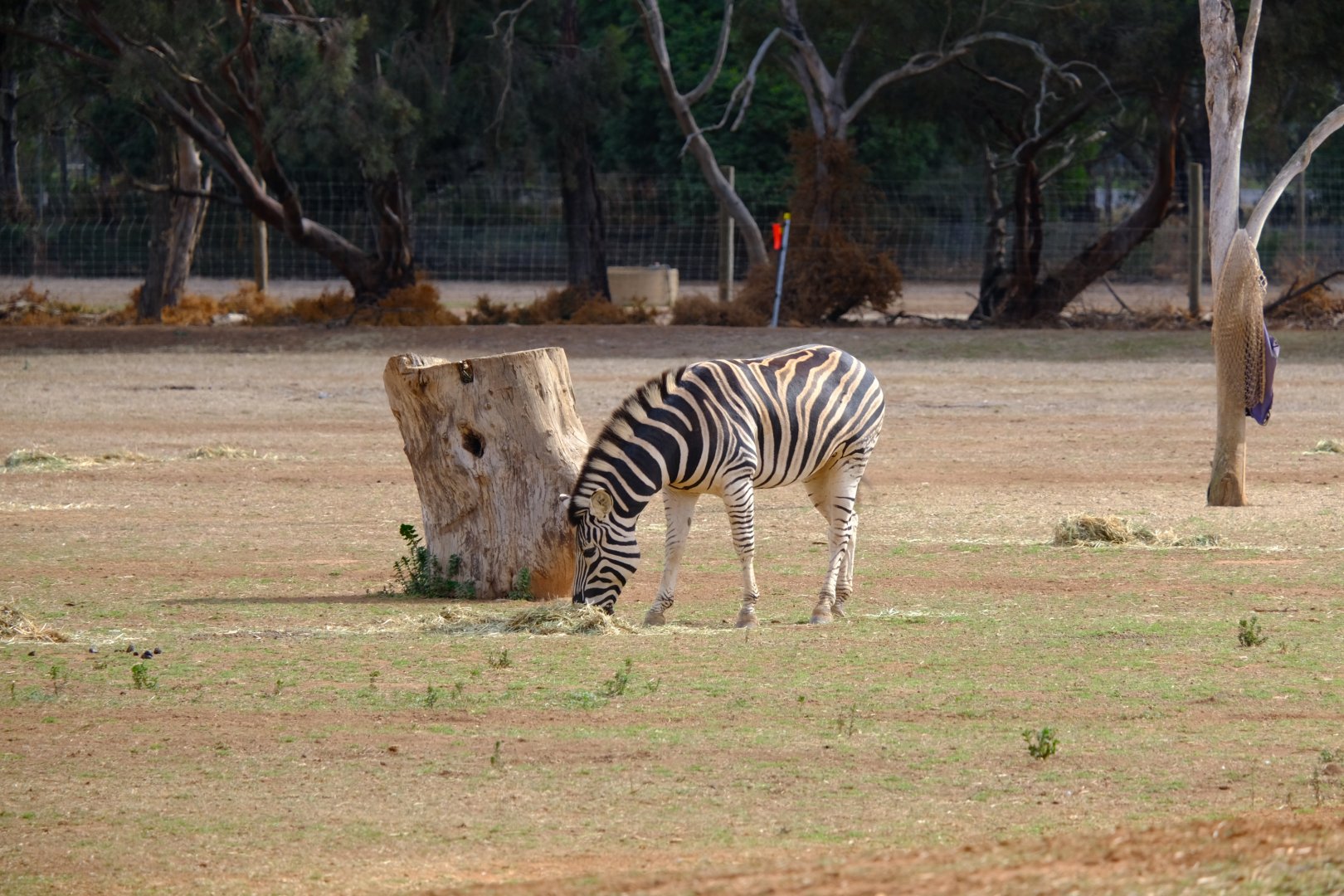 Plains Zebra - Werribee Open Range Zoo