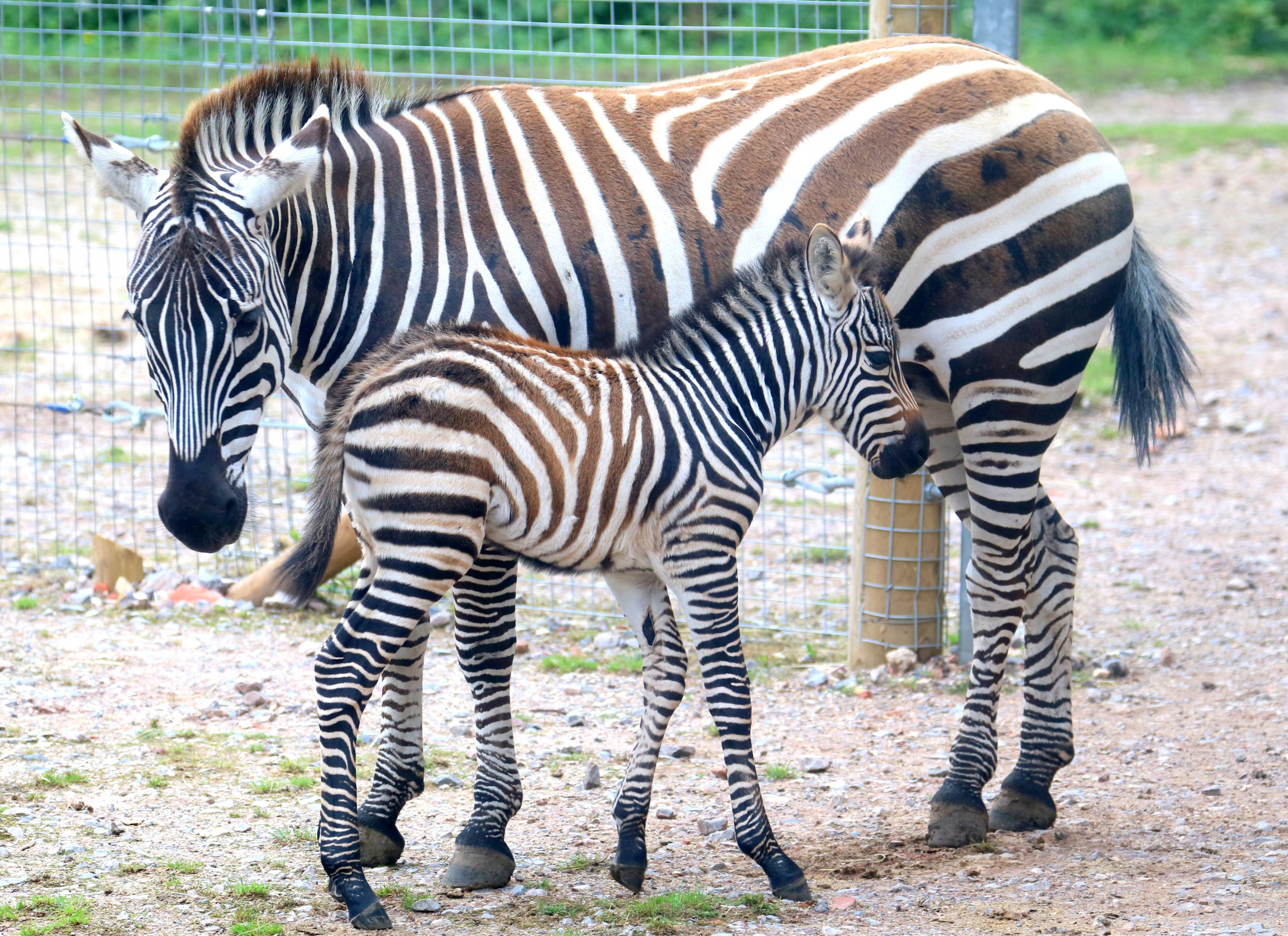 Plains zebra with foal; Marwell; 16th June 2019