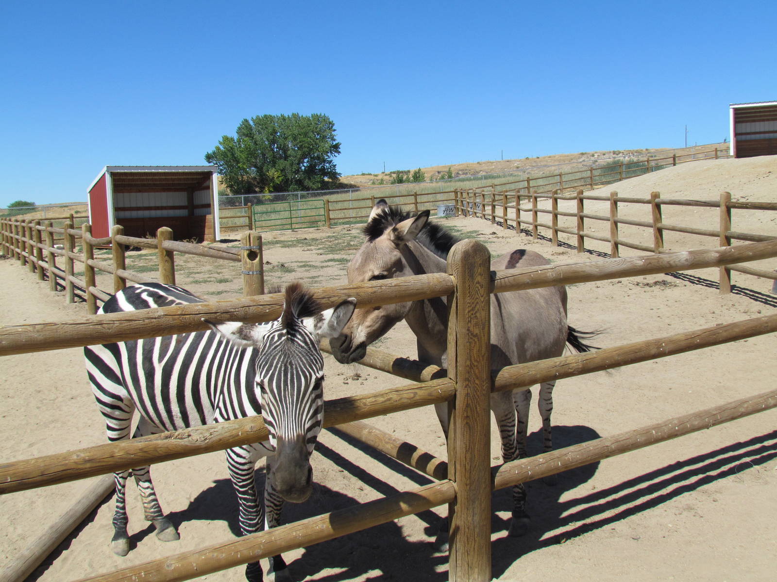 Plains Zebra & Zeedonk
