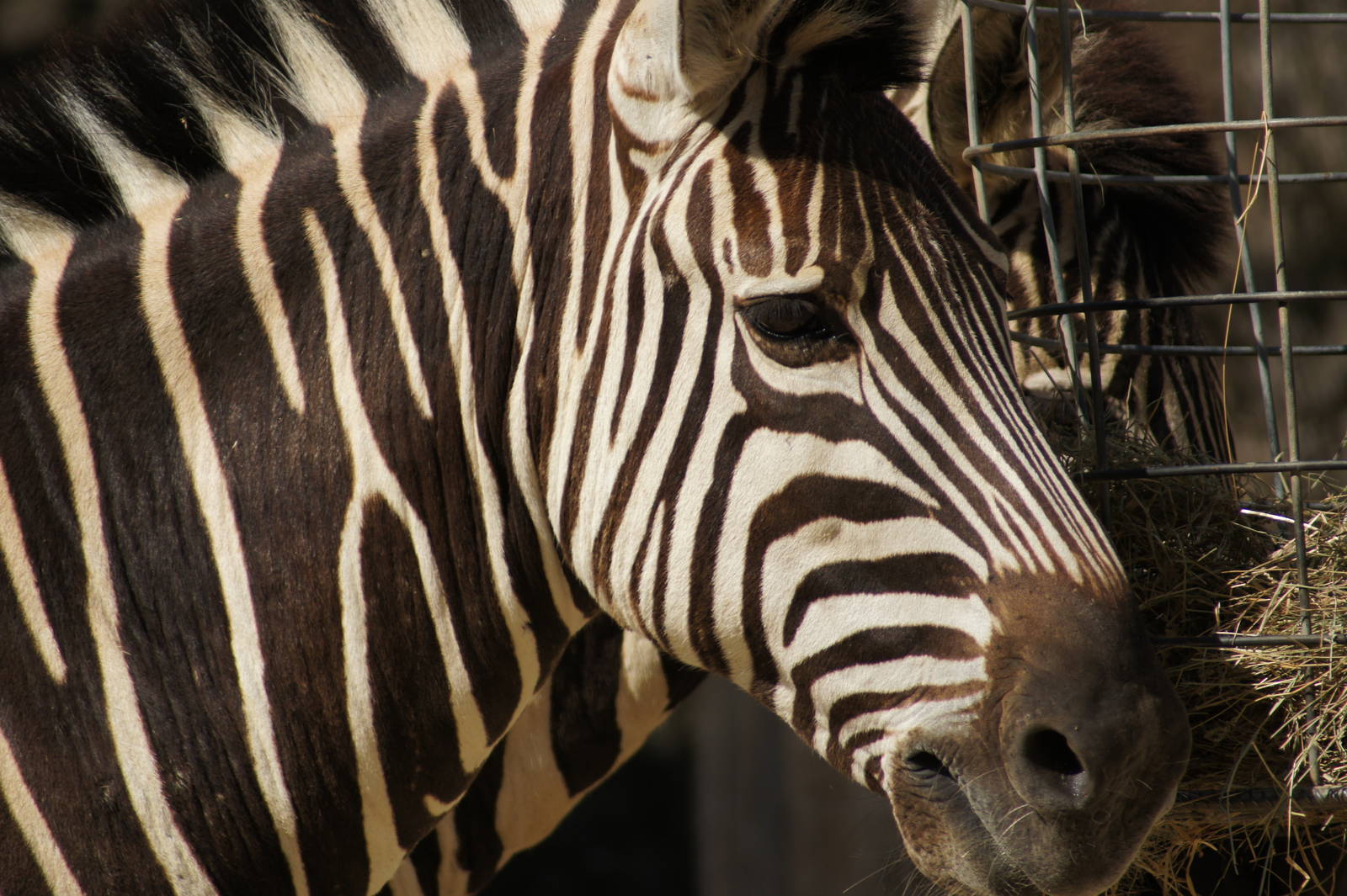 Plains Zebra