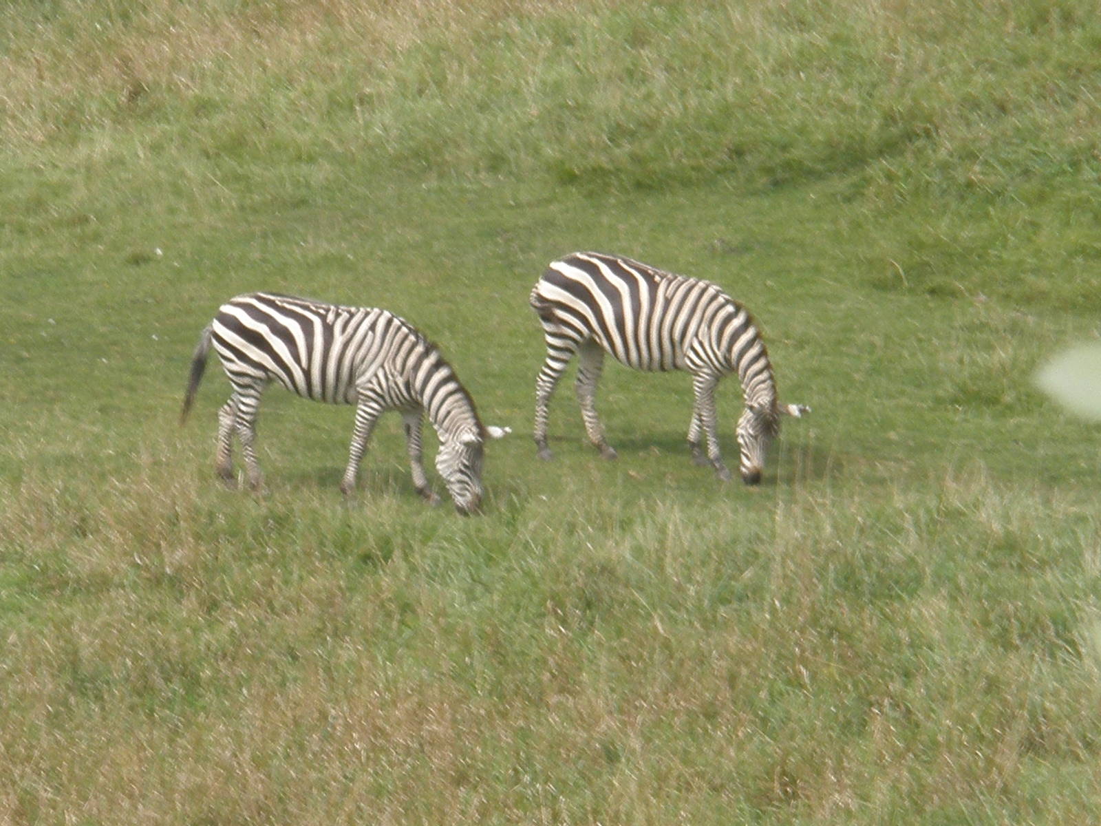plains zebra