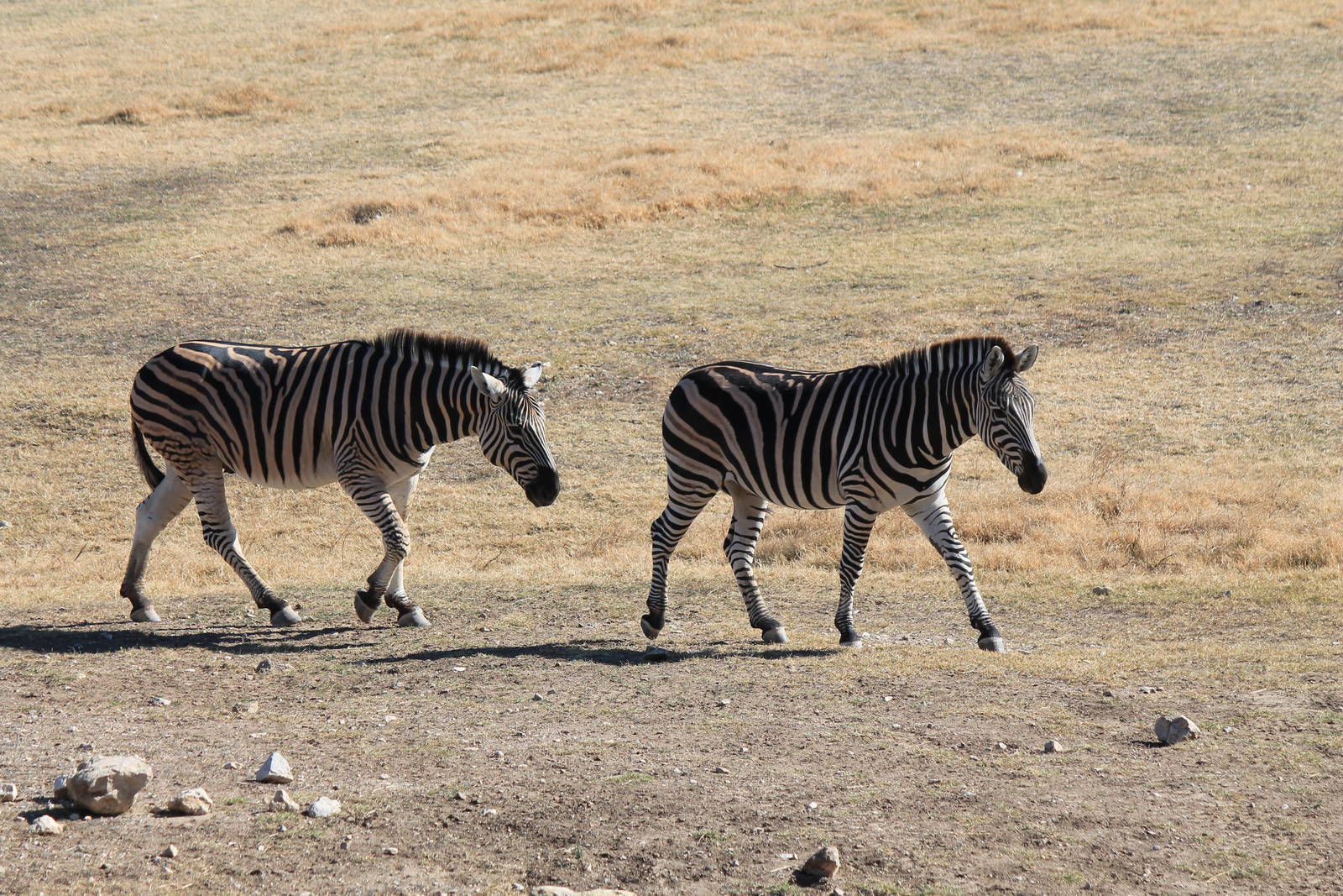 Plains Zebra