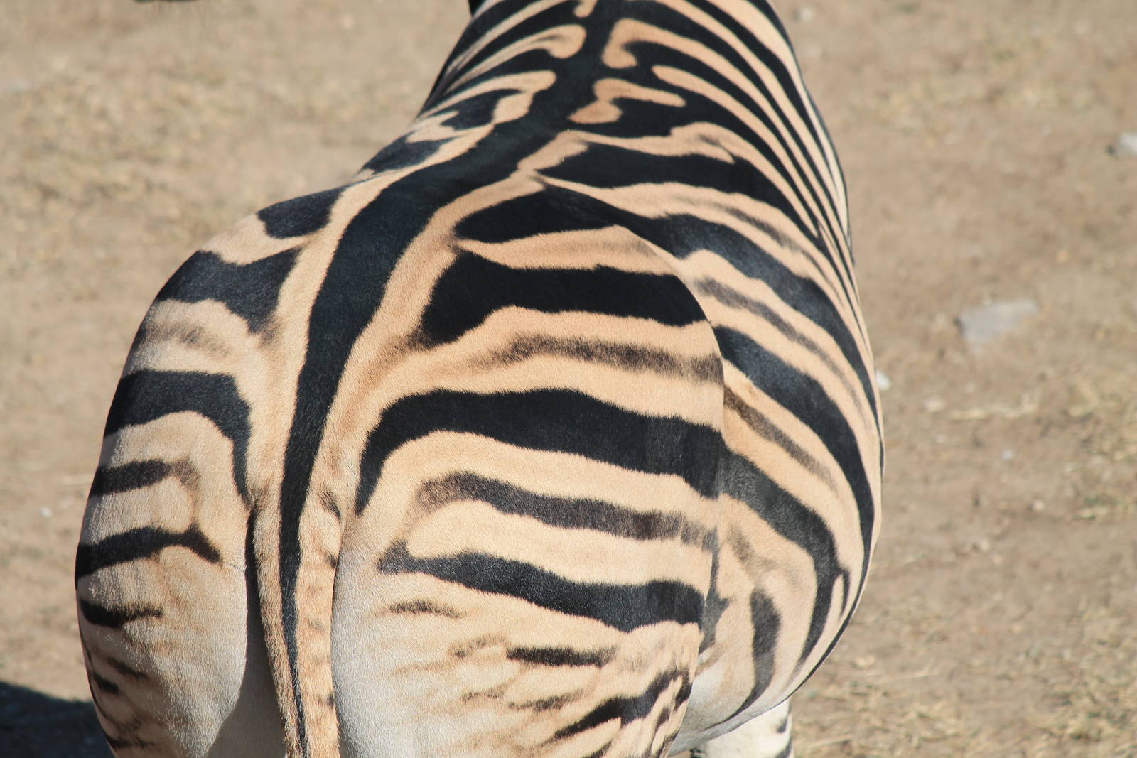 Plains Zebra