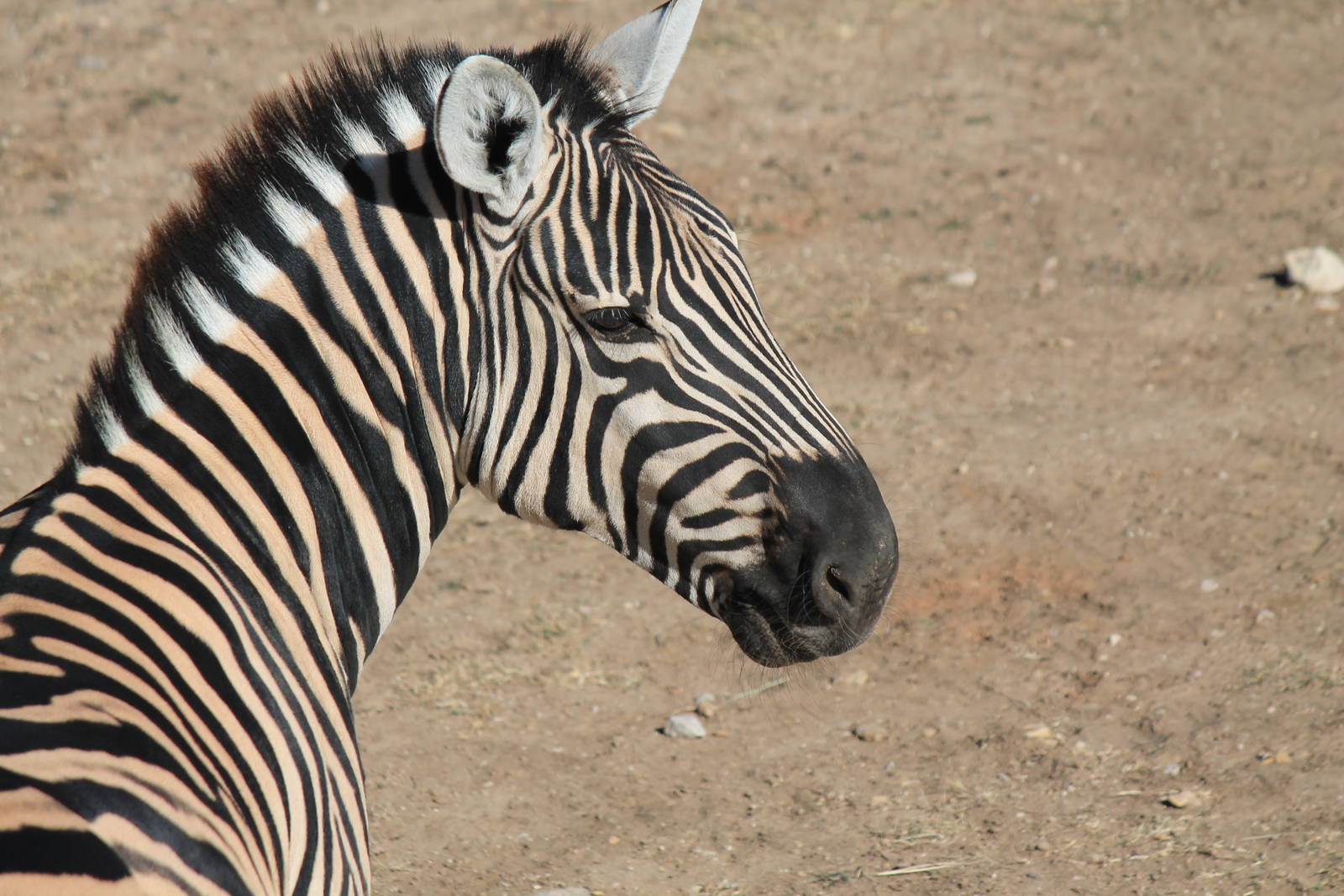 Plains Zebra