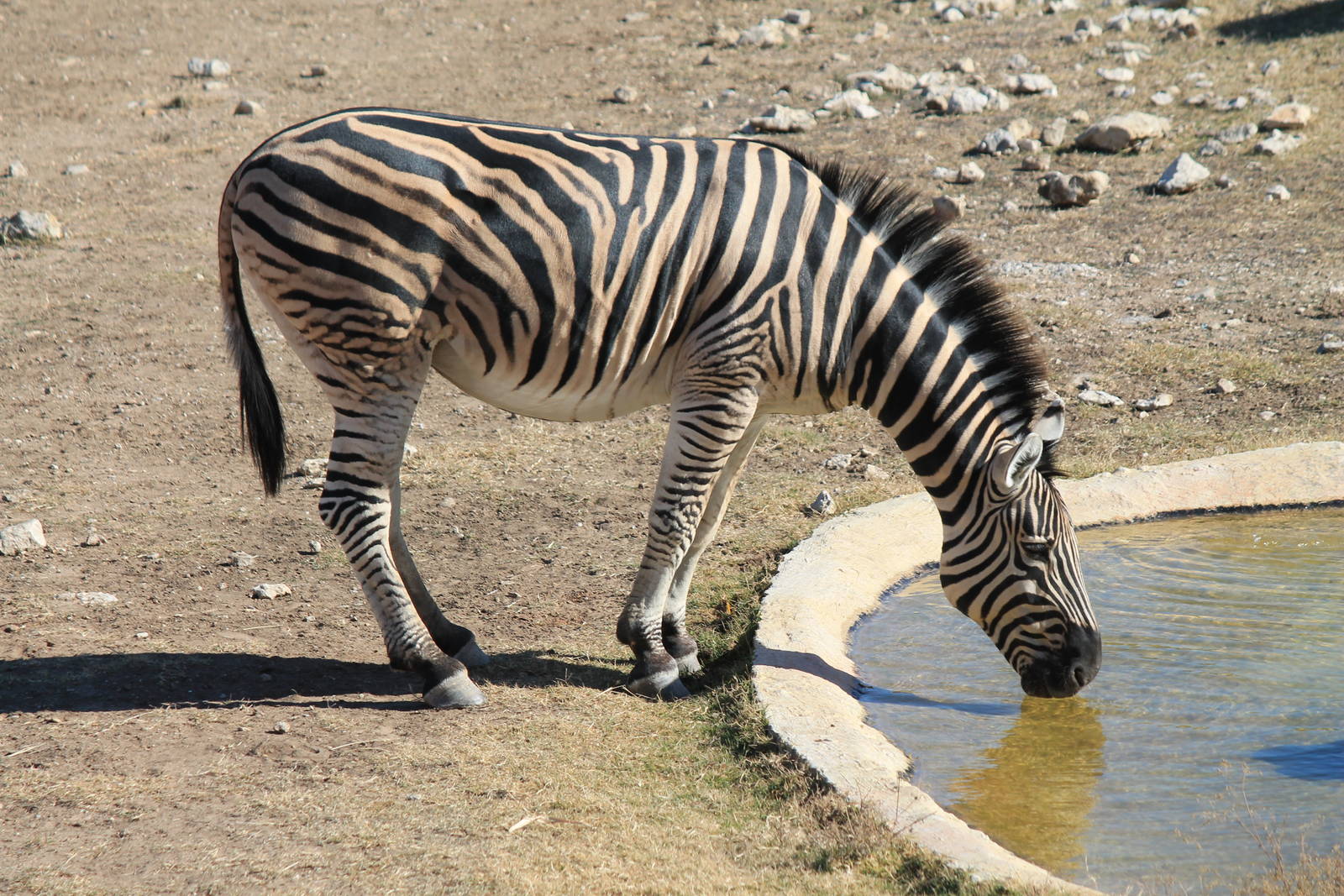 Plain's Zebra