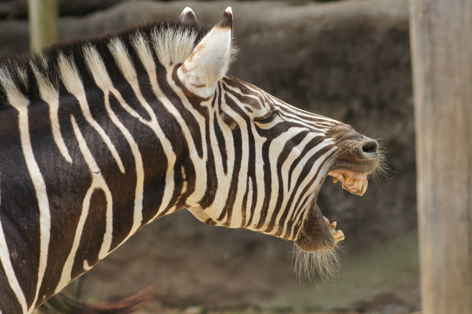 Plains Zebra