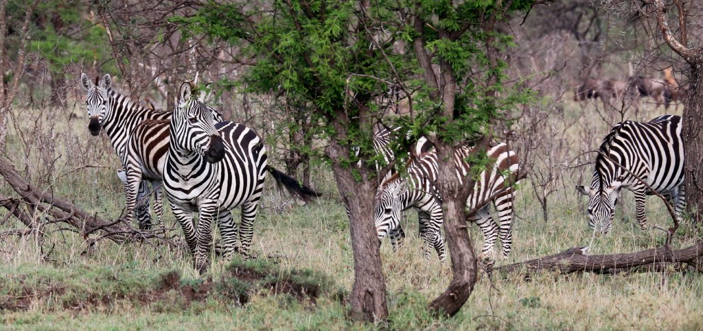 Plains Zebra