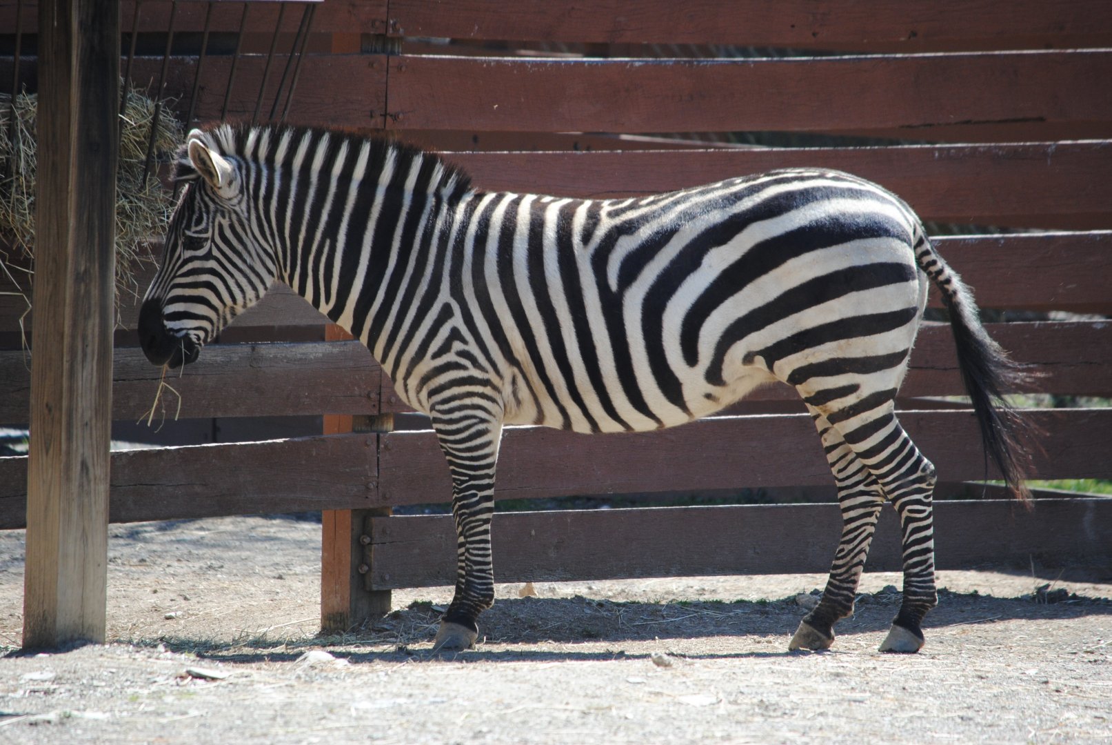 Plains Zebra