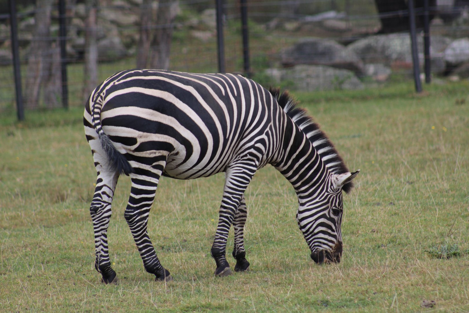 Plains Zebra