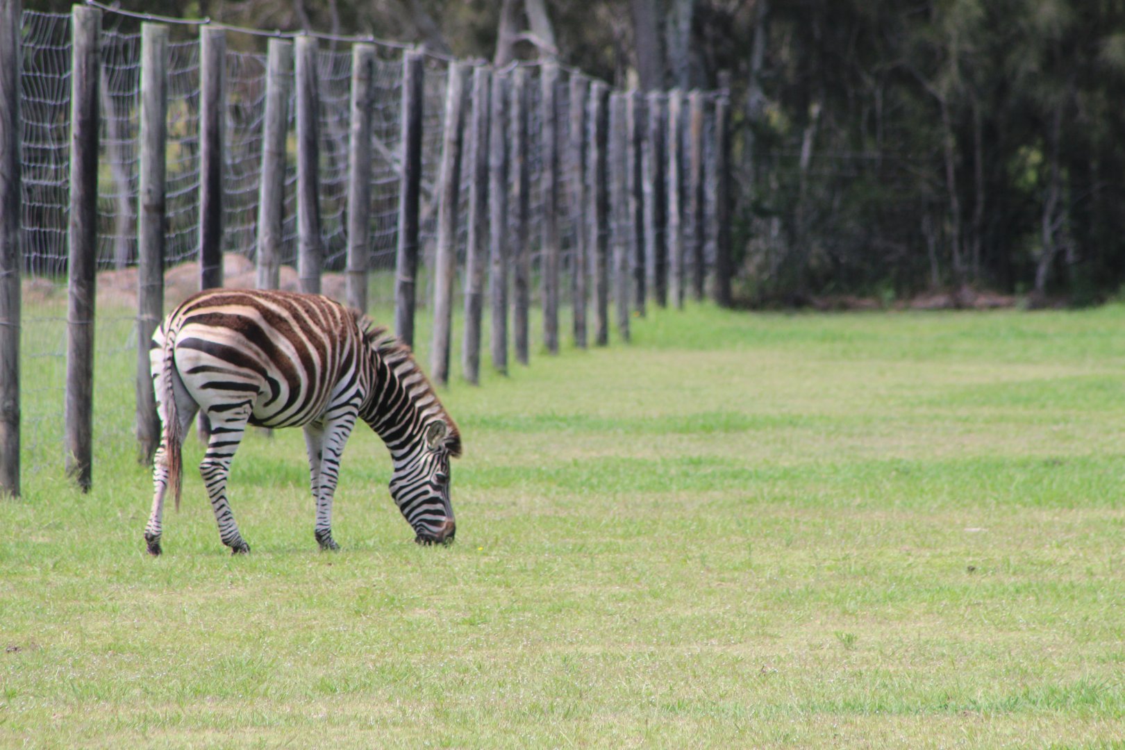 Plains Zebra