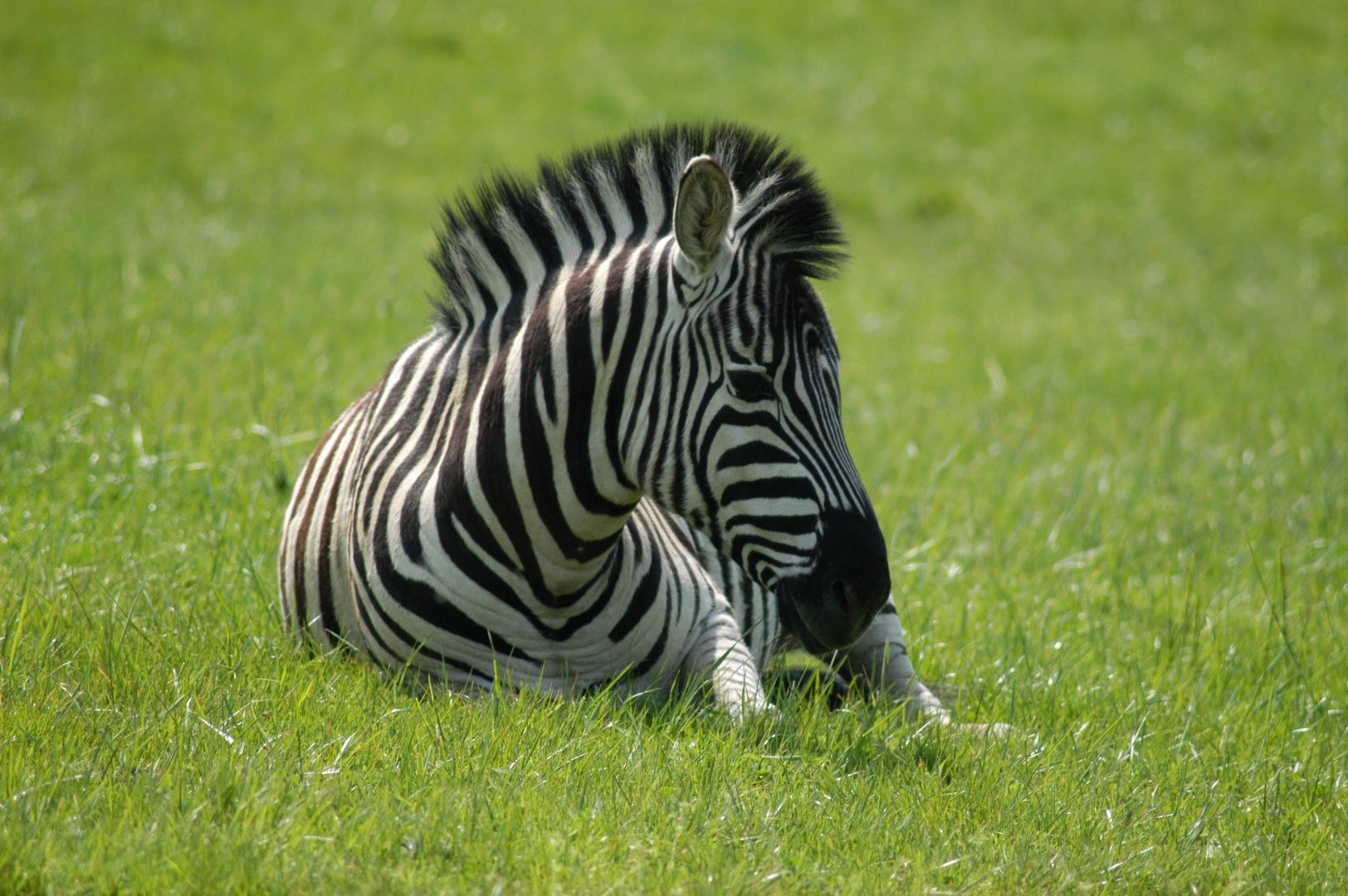 Plains Zebra