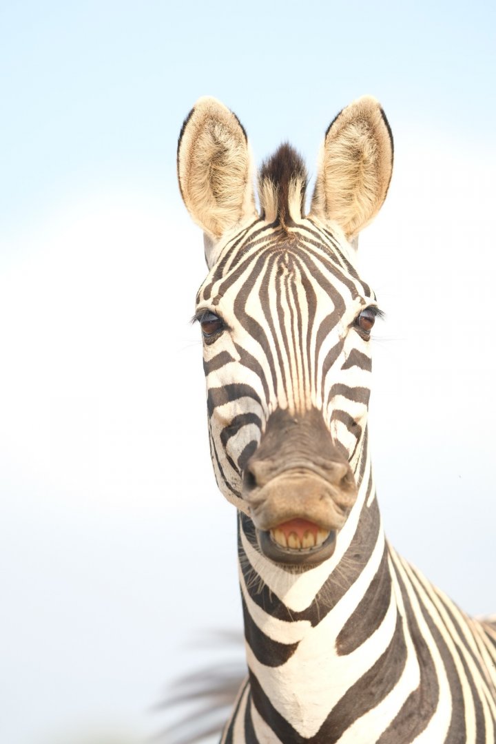 Plains zebra