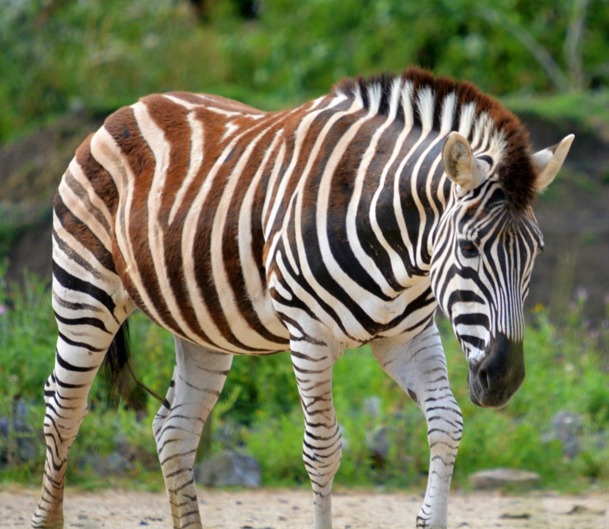 Plains Zebra