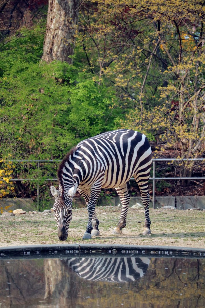 Plains Zebra