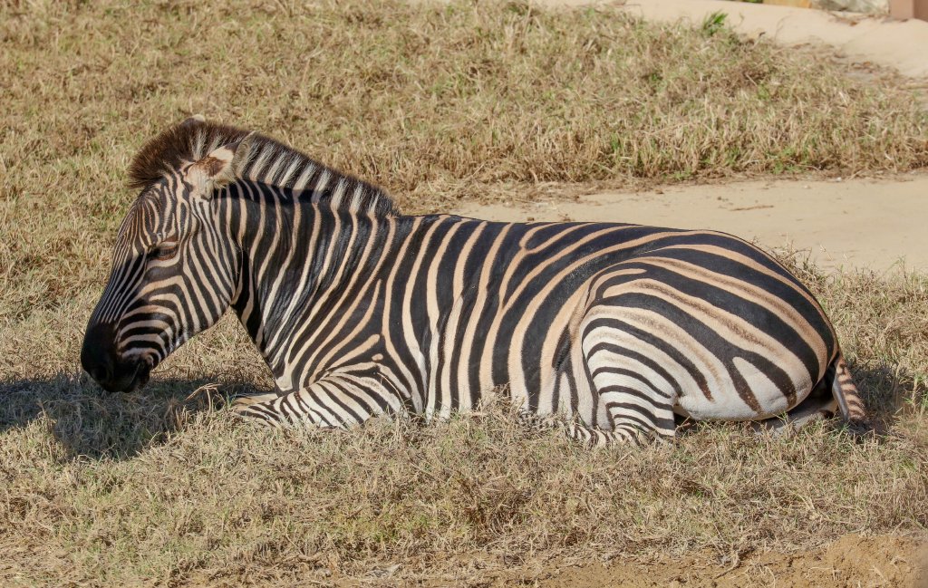 Plains Zebra
