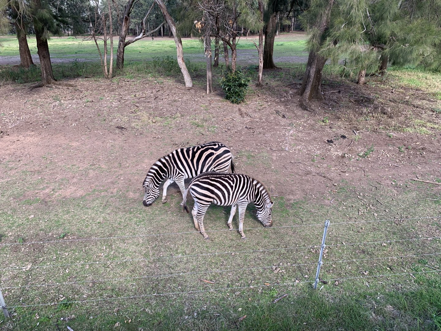 Plains Zebra