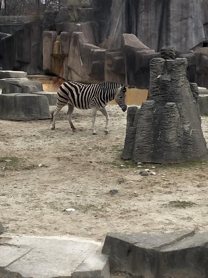 Plains Zebra