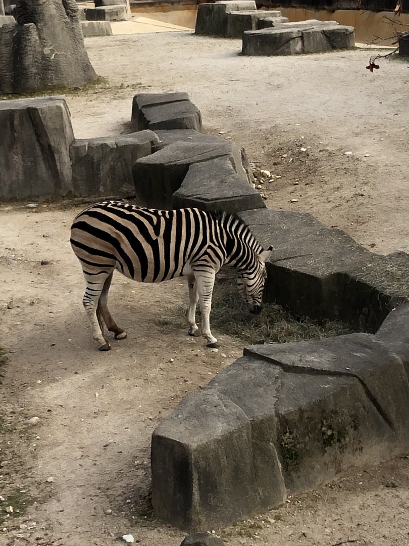Plains Zebra