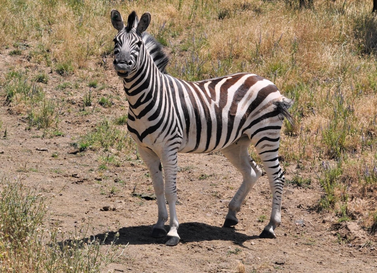 Plains Zebra