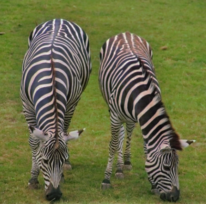 Plains Zebra