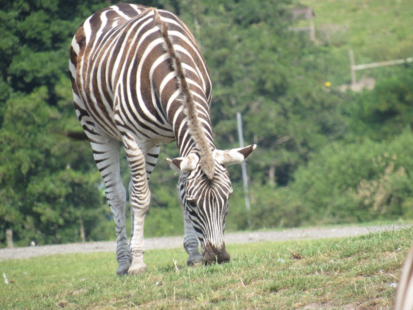 Plains Zebra
