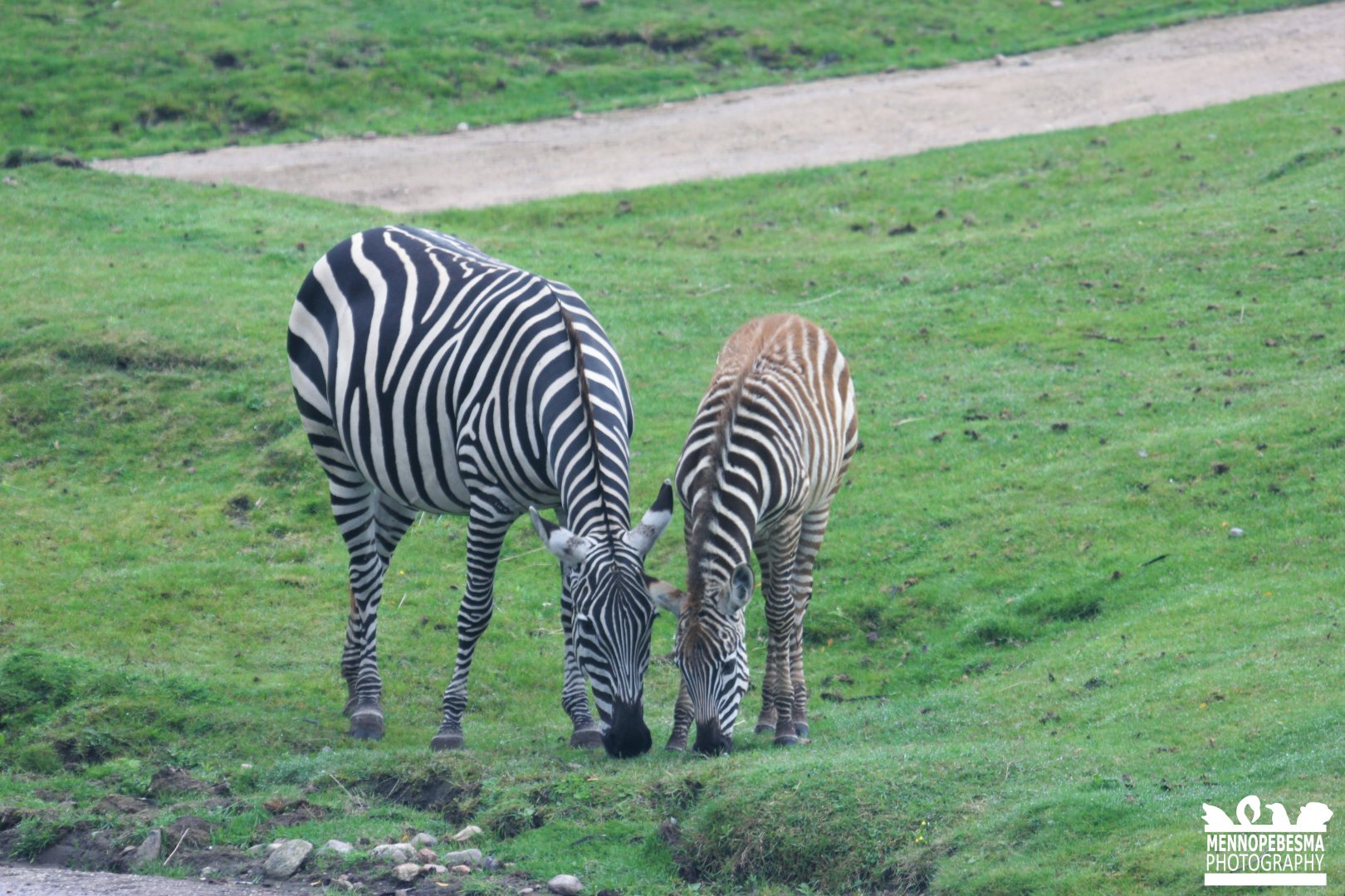 Plains zebra