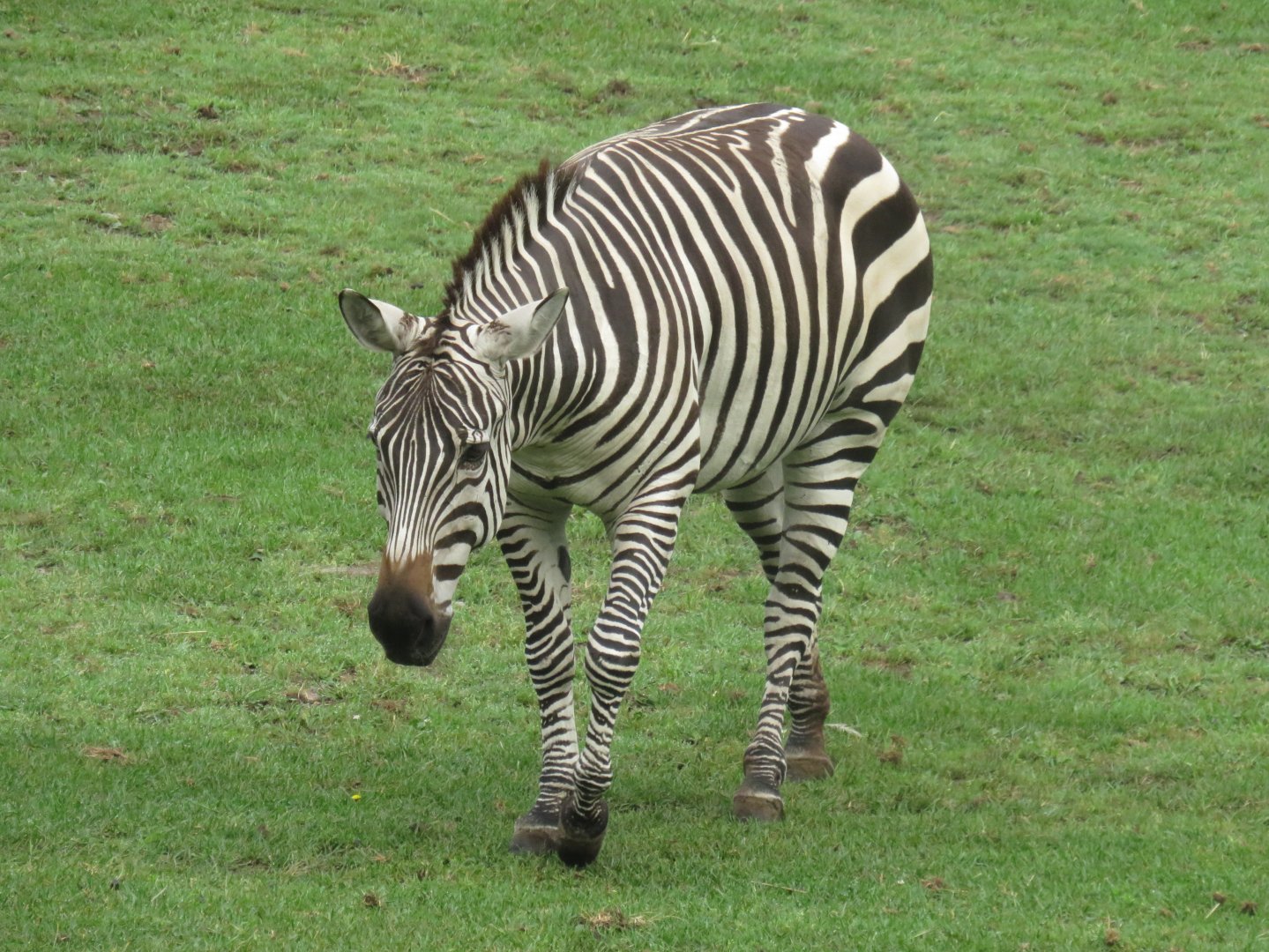 Plains zebra