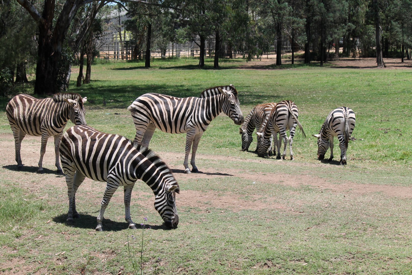 Plains Zebra