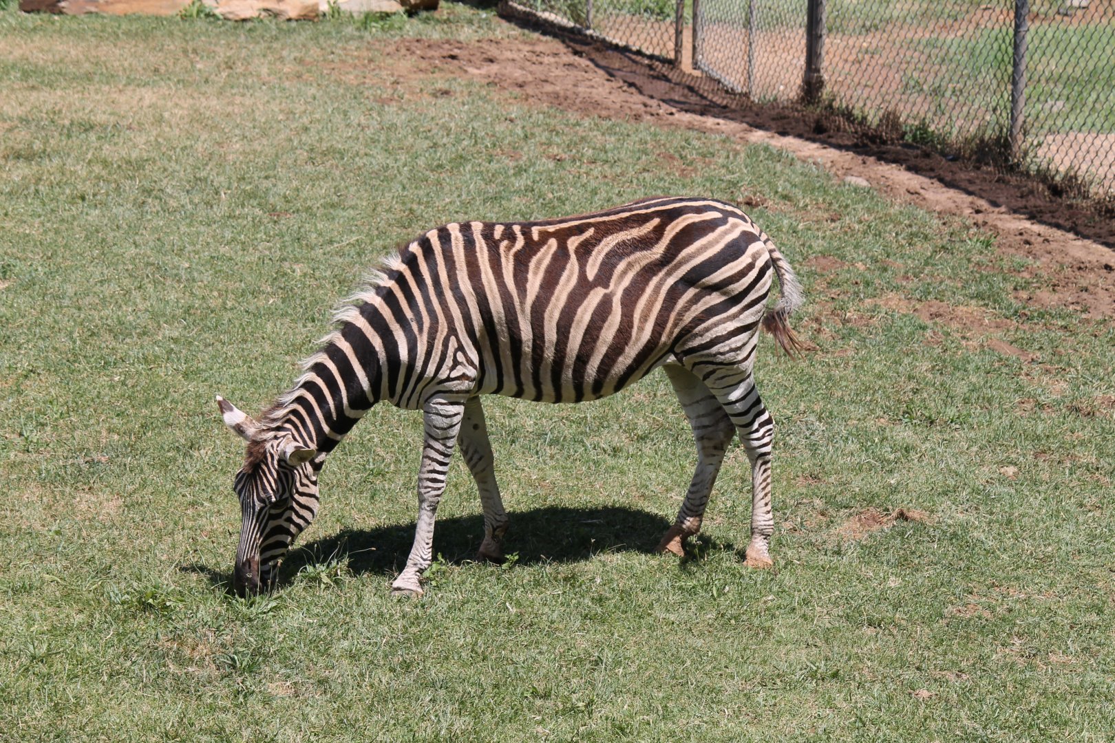 Plains Zebra