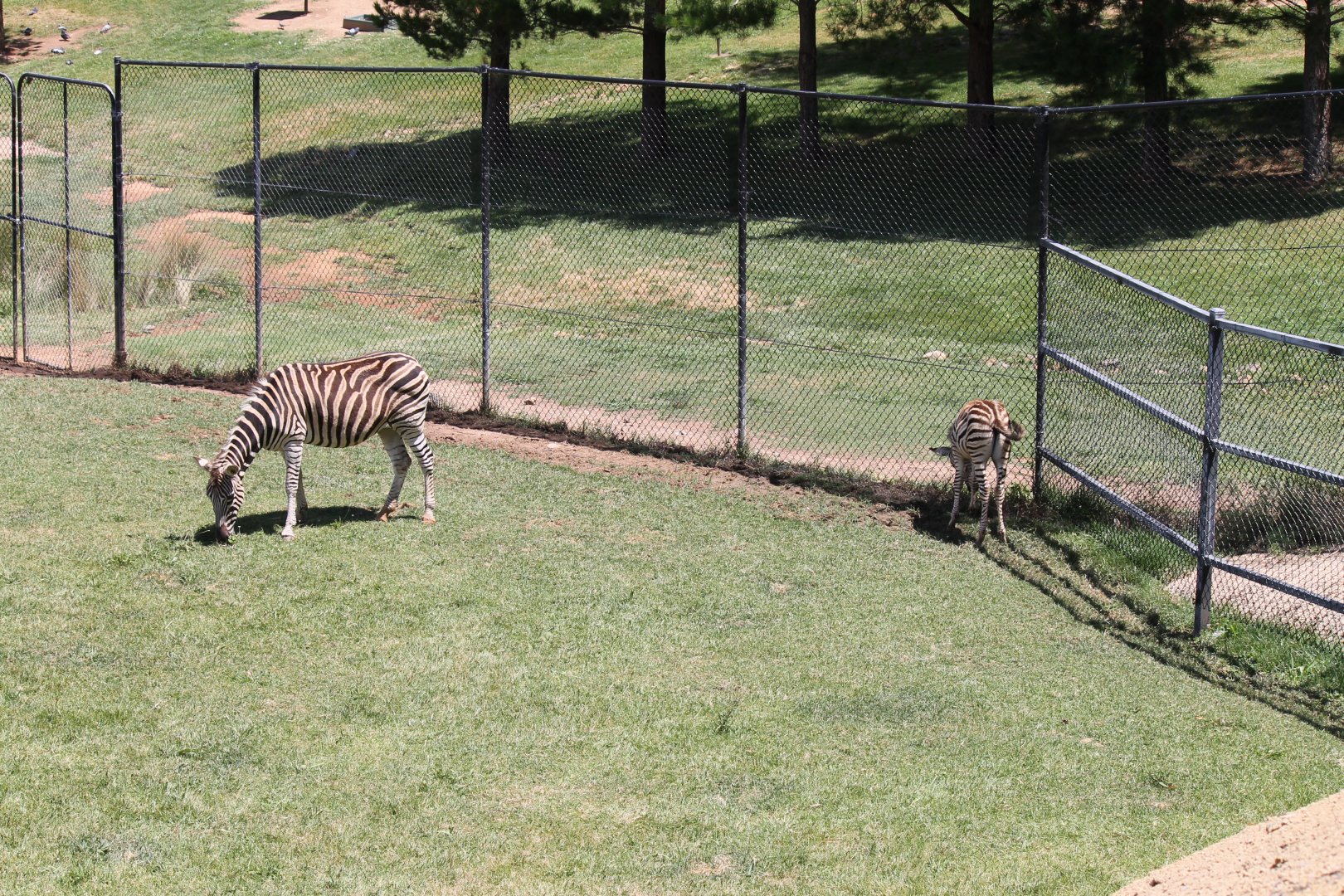 Plains Zebra