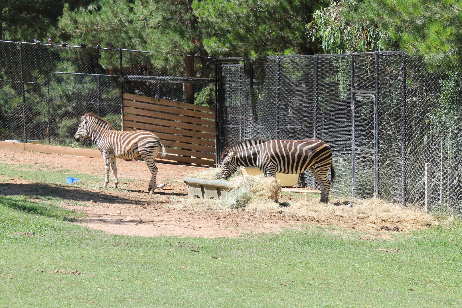 Plains Zebra