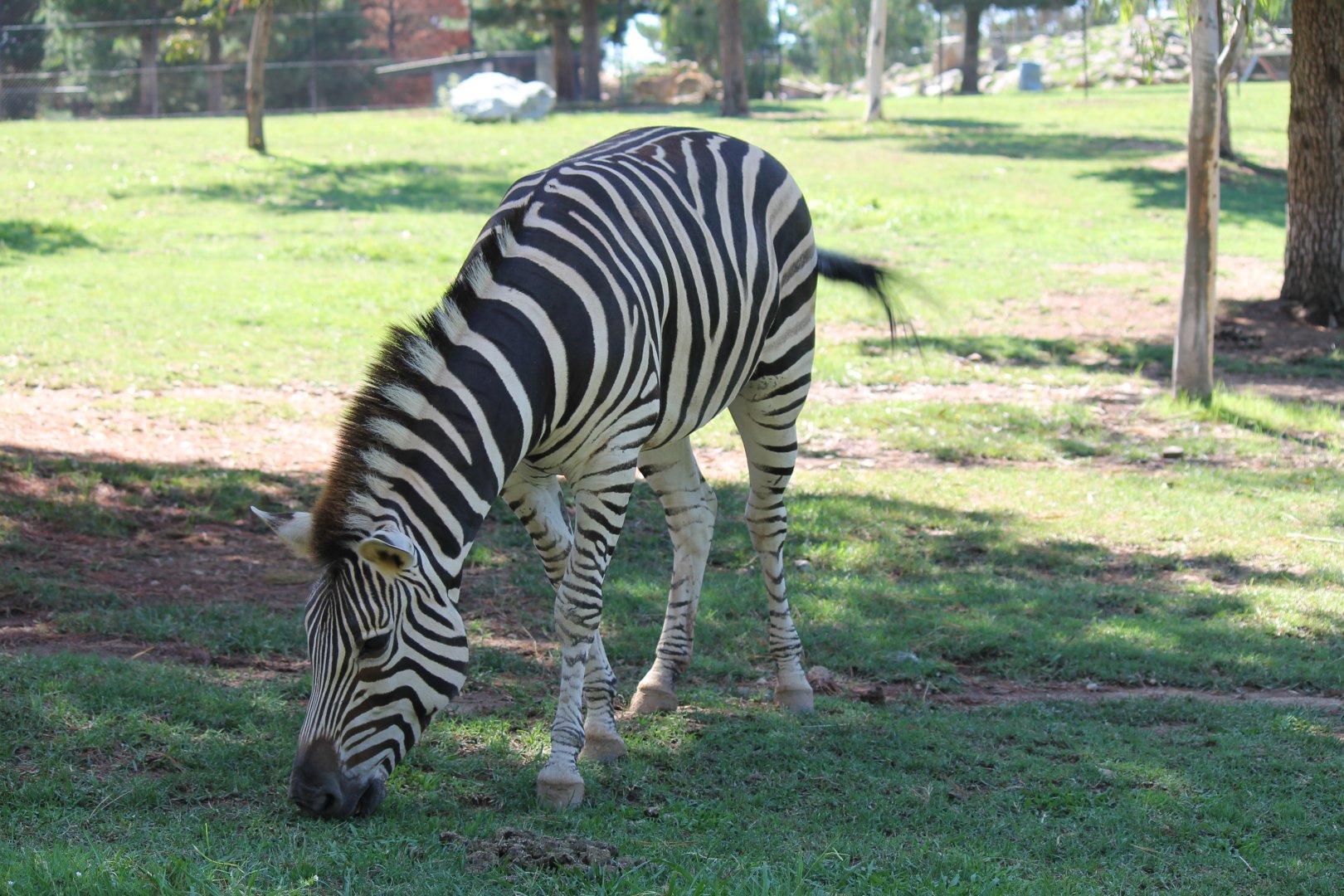 Plains Zebra