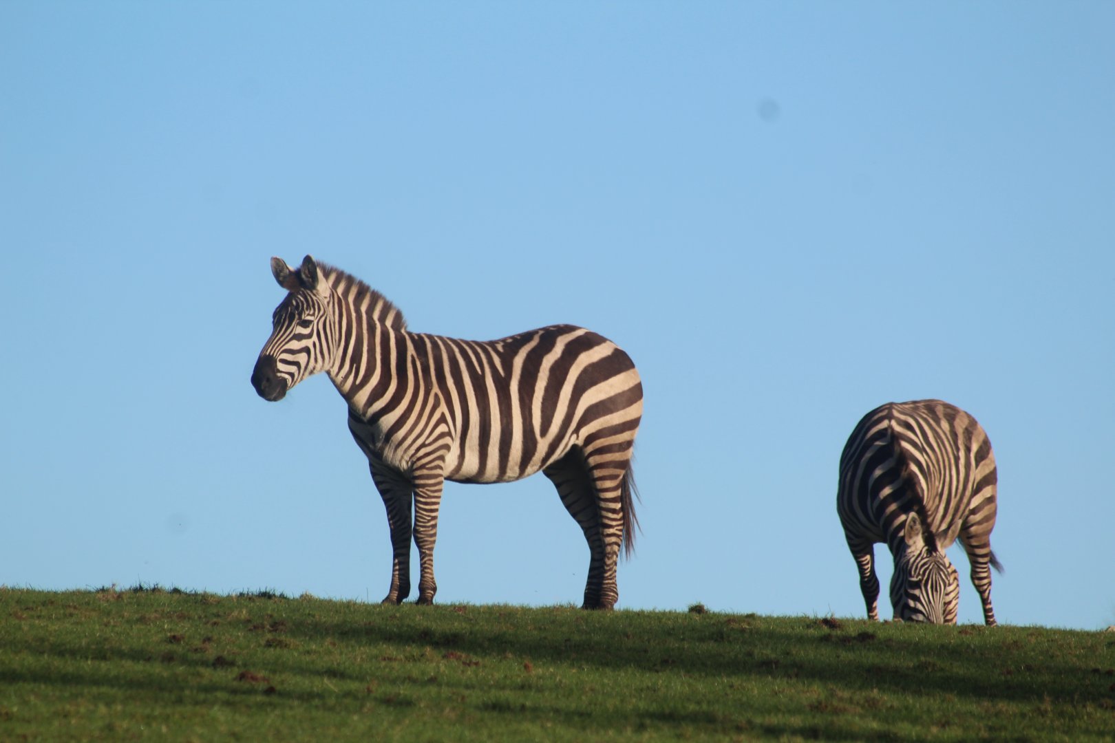 Plains zebra