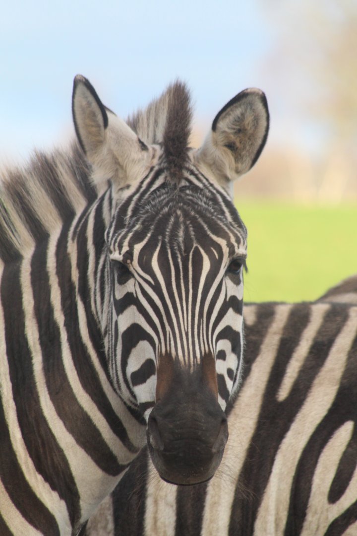 Plains zebra