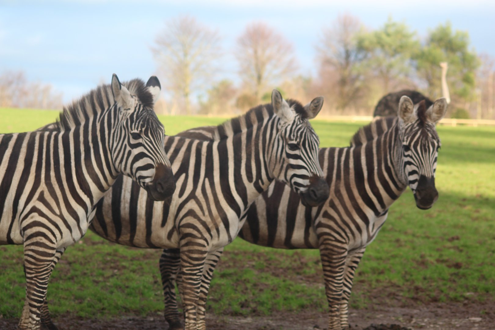 Plains zebra