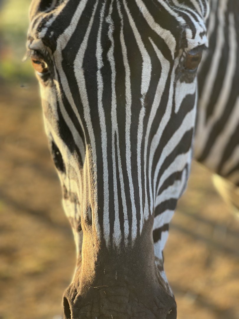 Plains zebra